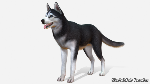 UnrealEngine - Dog - Husky