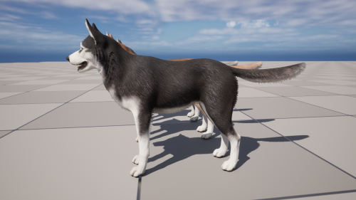 UnrealEngine - Dog - Husky