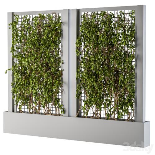 ivy Box Plants Gray