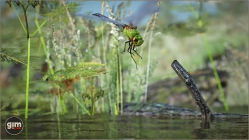 UnrealEngine - Animalia - Green Darner Dragonfly