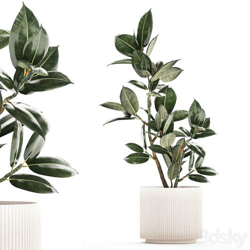 Beautiful small tree in a modern pot Ficus rubbery, elastica, Ficus Abidjan, Ficus Robusta. 1235