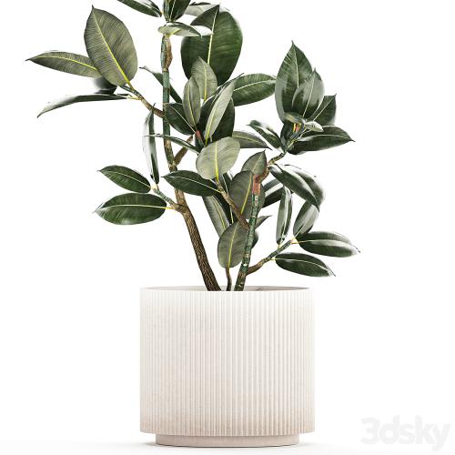 Beautiful small tree in a modern pot Ficus rubbery, elastica, Ficus Abidjan, Ficus Robusta. 1235