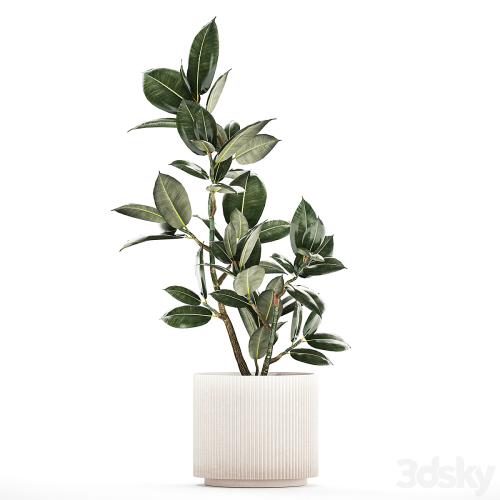 Beautiful small tree in a modern pot Ficus rubbery, elastica, Ficus Abidjan, Ficus Robusta. 1235