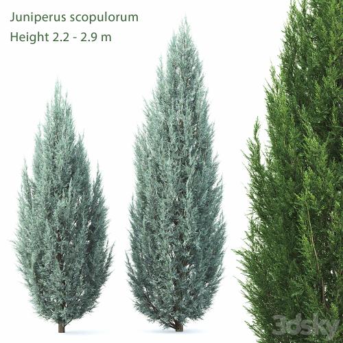 Juniperus