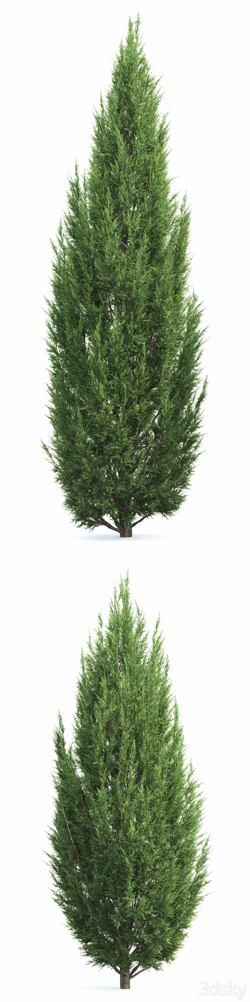 Juniperus