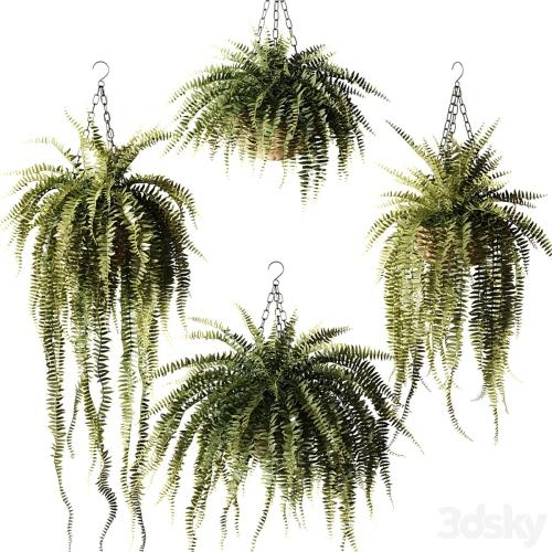 Ampel plants Nephrolepis sublime in wicker hanging pots