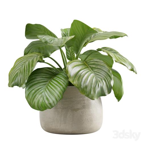 Potted calathea orbifolia