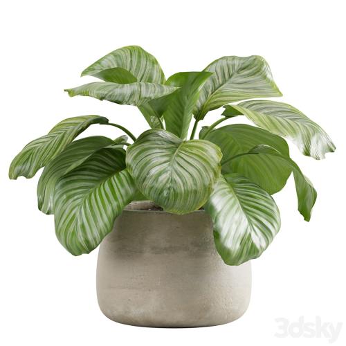 Potted calathea orbifolia