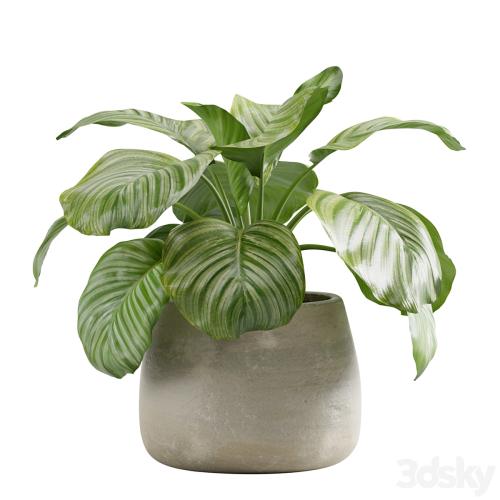 Potted calathea orbifolia