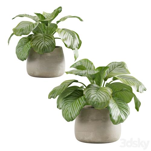 Potted calathea orbifolia