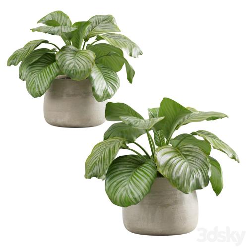 Potted calathea orbifolia