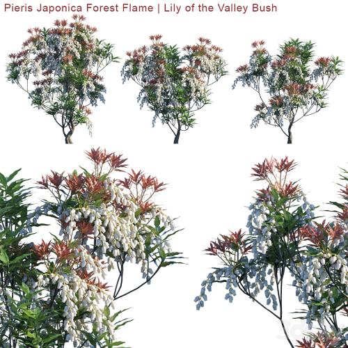 Pieris Japonica Forest Flame | Lily of the valley bush