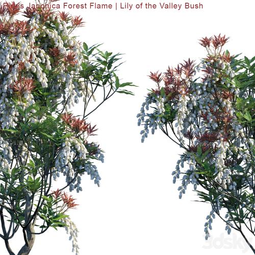 Pieris Japonica Forest Flame | Lily of the valley bush