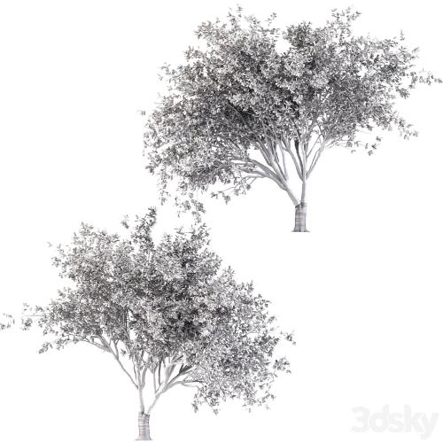 Chinese Stewartia tree (two trees)