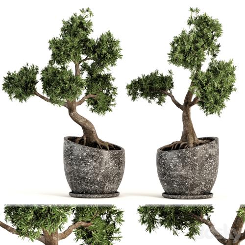 Plant bonsai-01