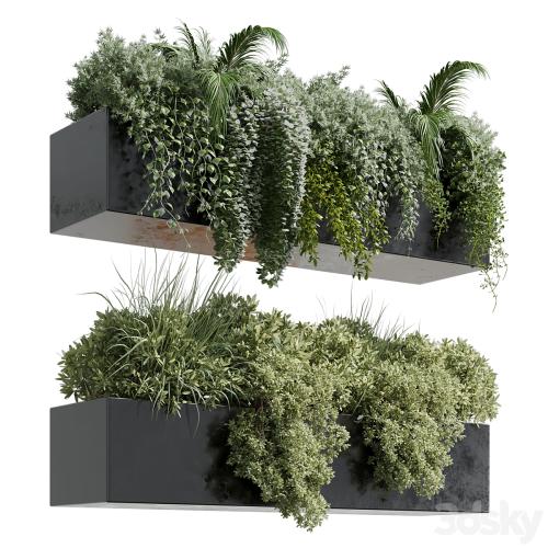 wall plant - hanging plants collection Indoor plant 219