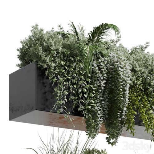 wall plant - hanging plants collection Indoor plant 219