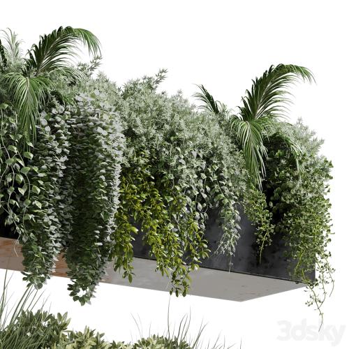 wall plant - hanging plants collection Indoor plant 219