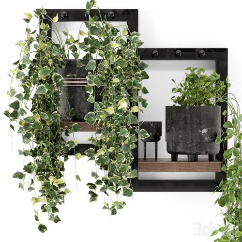 Indoor Plants in rusty Concrete Pot - Set 150