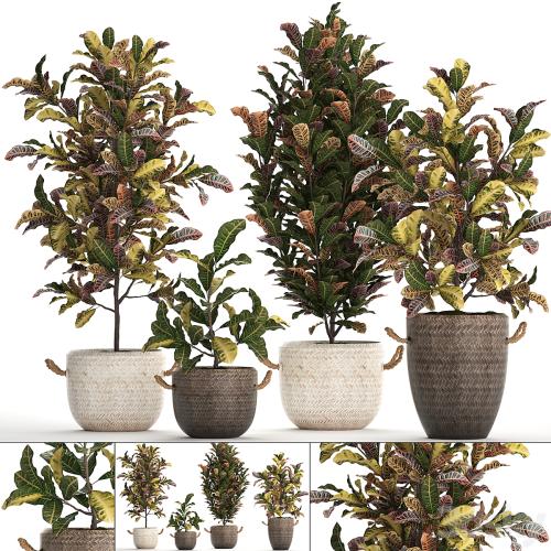 A collection of plants in modern white rattan baskets with small bushes of croton trees. Set 432.