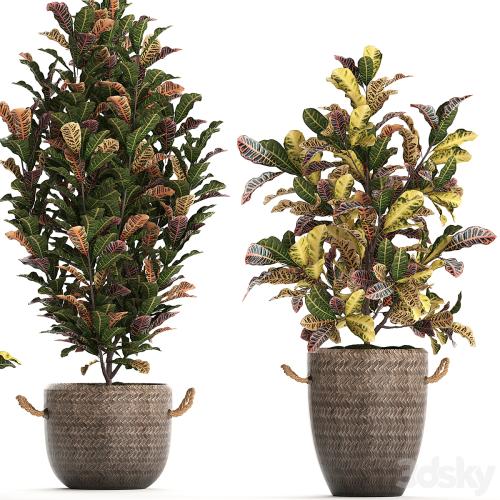 A collection of plants in modern white rattan baskets with small bushes of croton trees. Set 432.