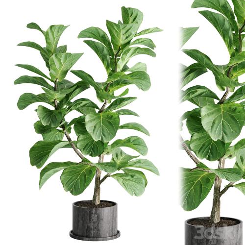 indoor plant Set 04