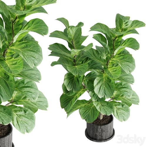 indoor plant Set 04