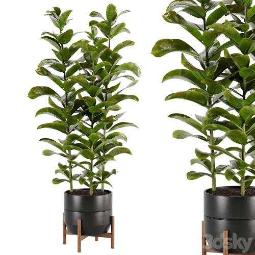 indoor plant Set 02