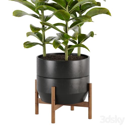 indoor plant Set 02