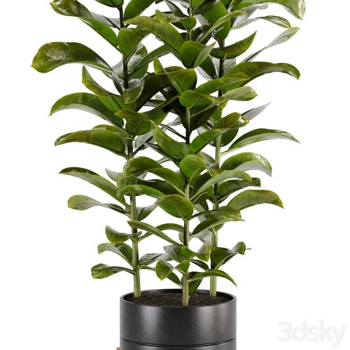 indoor plant Set 02