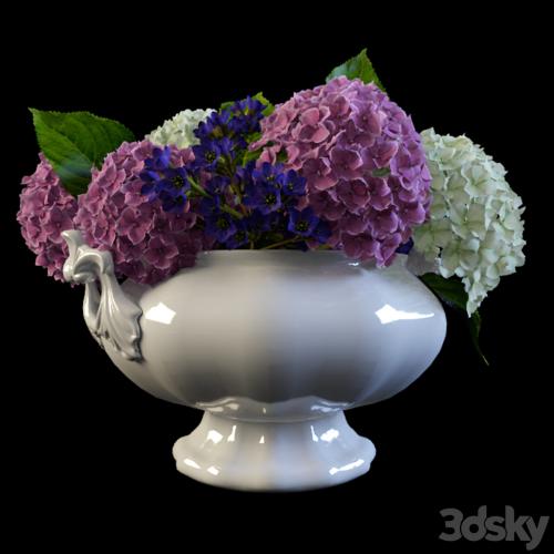 Hydrangea in a vase