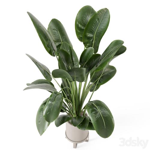 Indoor Plants in Ferm Living Bau Pot Large - Set 765