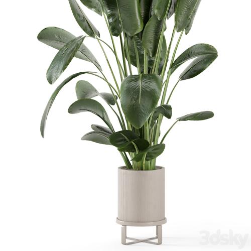 Indoor Plants in Ferm Living Bau Pot Large - Set 765