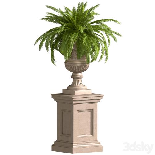 Boston Fern in a classic flowerpot.Flowers Garden Plant Palm Entrance Doors Flowerpot Patio Balcony