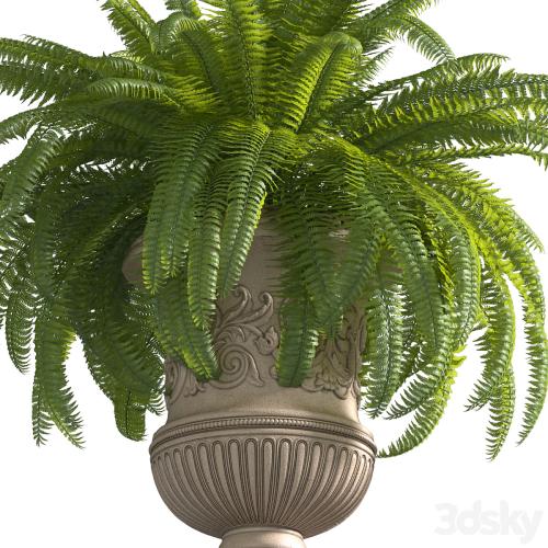 Boston Fern in a classic flowerpot.Flowers Garden Plant Palm Entrance Doors Flowerpot Patio Balcony