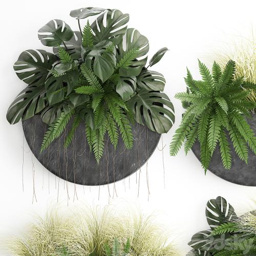 Vertical landscaping for the wall with a black metal shelf with flowers, garden, fern, monstera, grass. Set 57