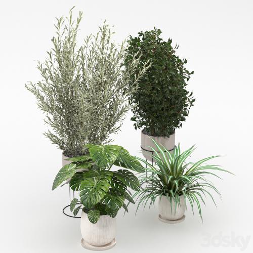 Houseplants collection (V-Ray)