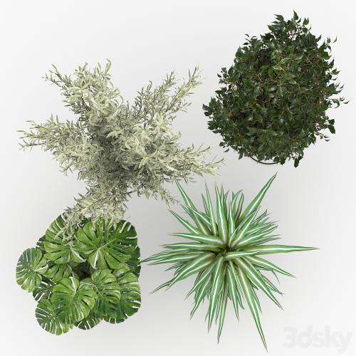 Houseplants collection (V-Ray)