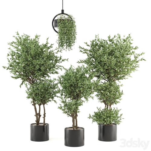 Indoor Plants Collection - Set 416