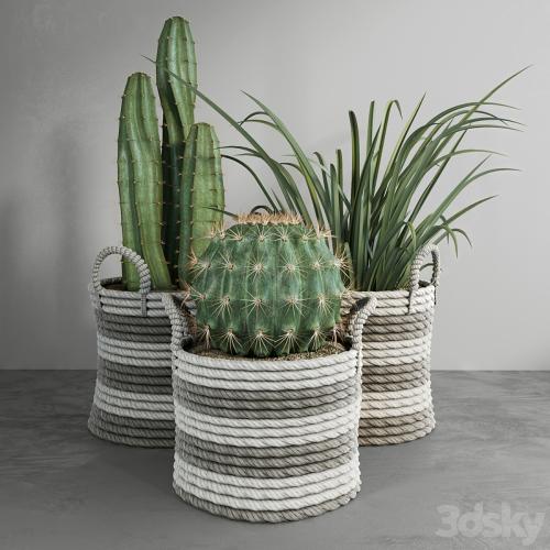 Cactus set