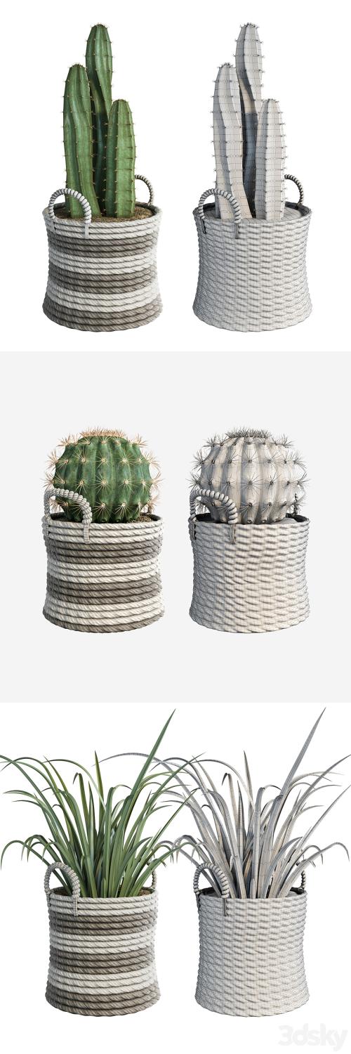 Cactus set