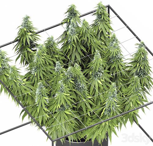 FLOWER PACK 251С Cannabis