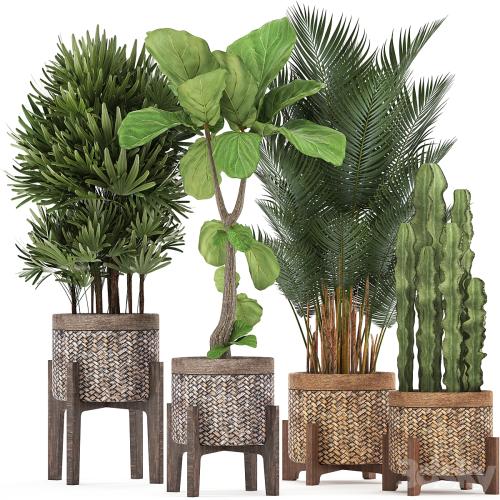 Plant collection 337. Basket, rattan, ficus lyrata, rapis, hovea, cactus, interior plants, eco design, natural materials, Raphis palm, Howea