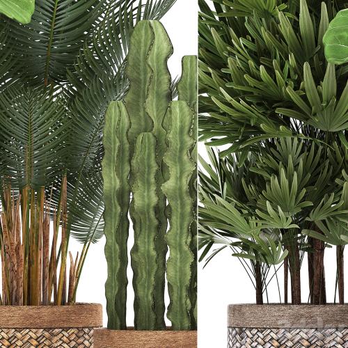 Plant collection 337. Basket, rattan, ficus lyrata, rapis, hovea, cactus, interior plants, eco design, natural materials, Raphis palm, Howea