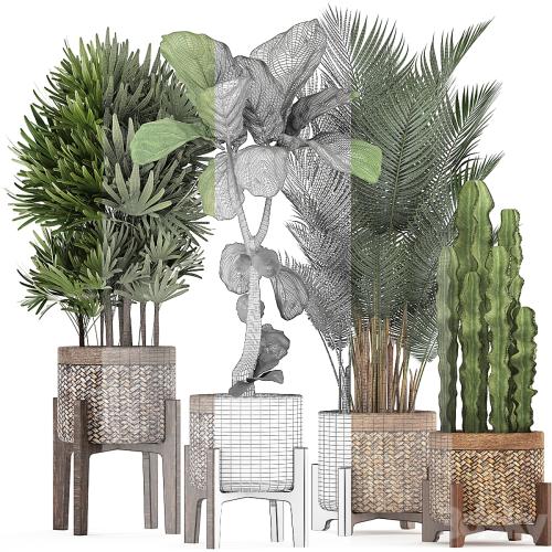 Plant collection 337. Basket, rattan, ficus lyrata, rapis, hovea, cactus, interior plants, eco design, natural materials, Raphis palm, Howea