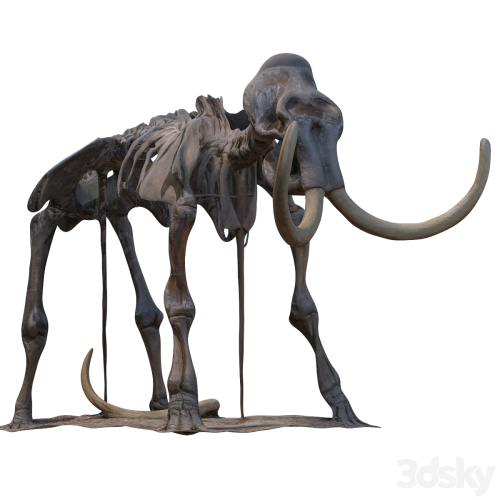 Mammoth skeleton