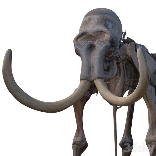 Mammoth skeleton