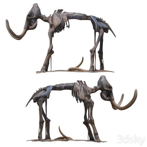 Mammoth skeleton