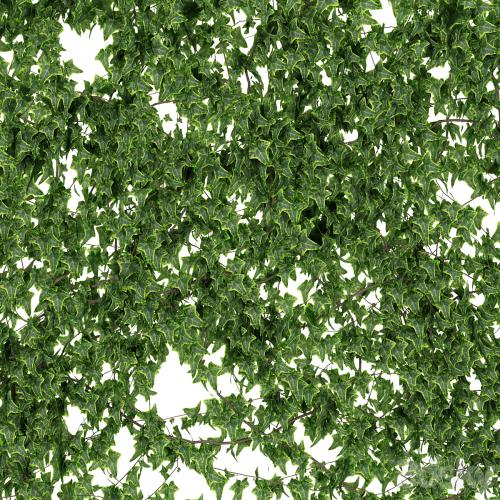 Wall of ivy leaves