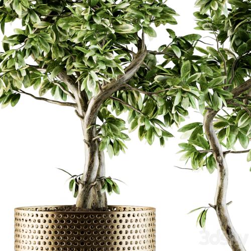 indoor Plant Set 91 - bonsai ficus benjamina